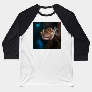 Porcupine puffer fish face off Baseball T-Shirt